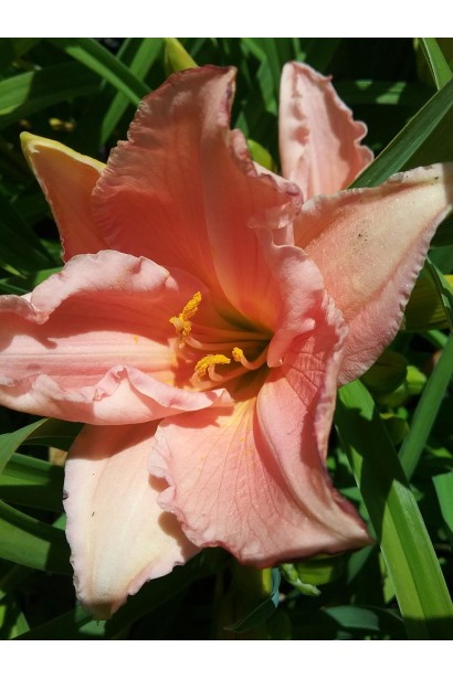 Лілійник On and On, висаджений у садовій композиції. 